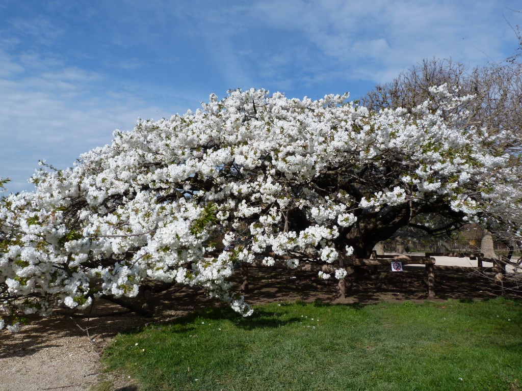 Jardin-des-plantes-Paris (17)