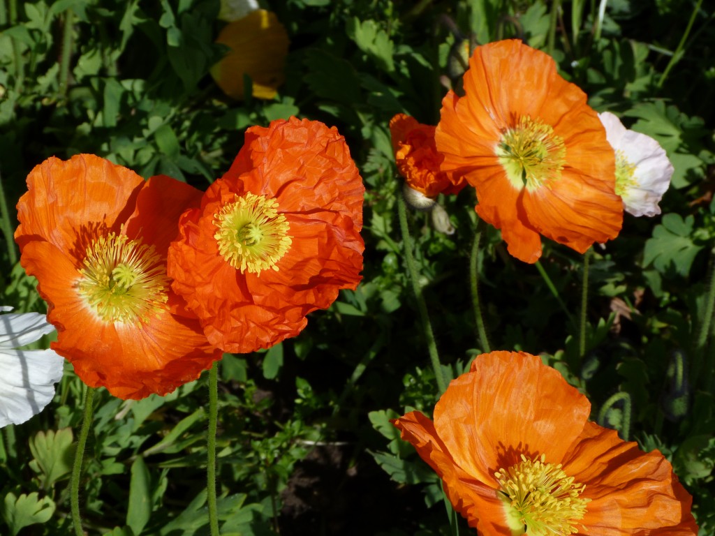 Jardin-des-plantes-Paris (2)