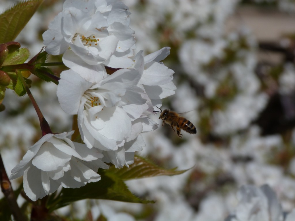 Jardin-des-plantes-Paris (25)