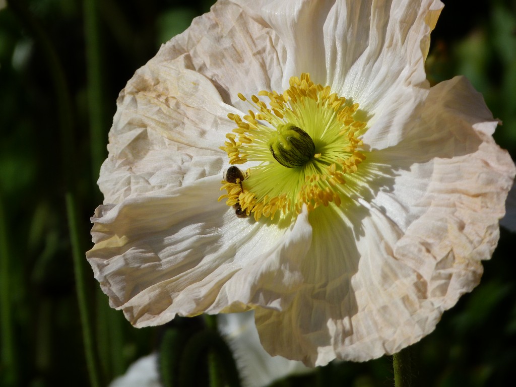 Jardin-des-plantes-Paris (32)