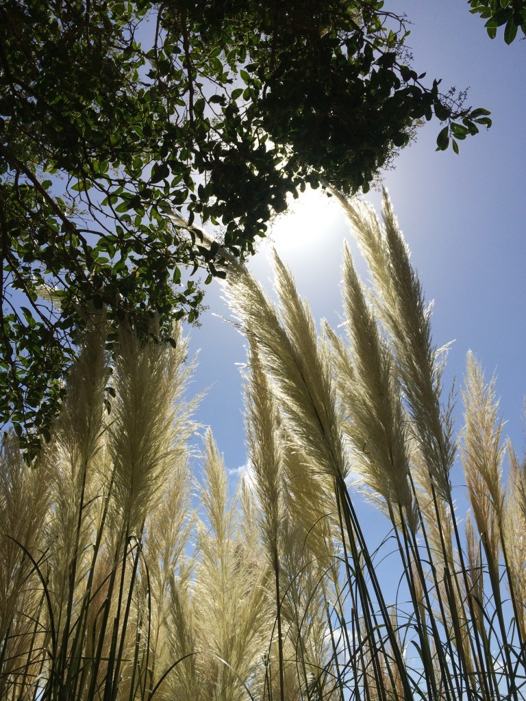 Malaga-Andalousie-ESpagne-Mijas (5)