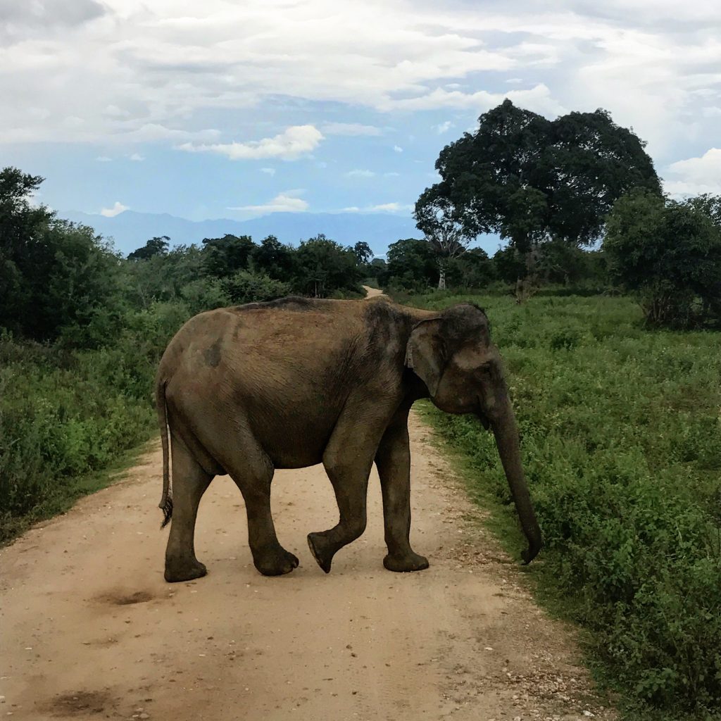 Sri Lanka elephants travel travelling travelblog travelblogger