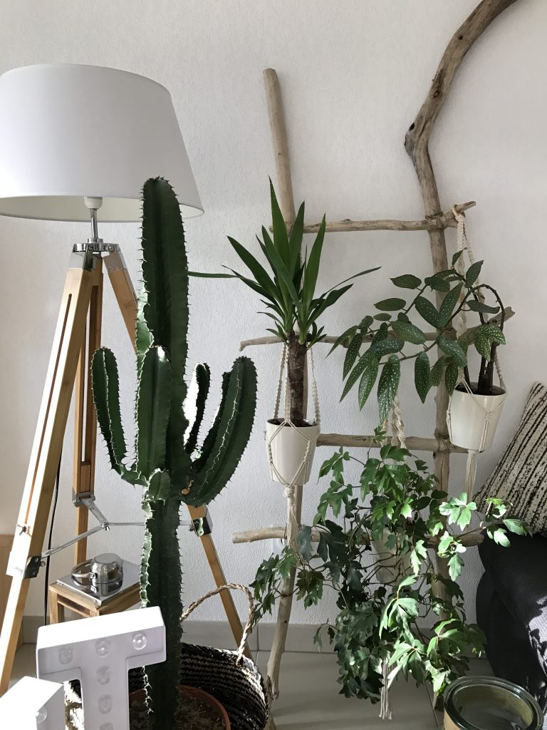 cactus salon