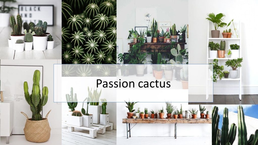 passioncactus